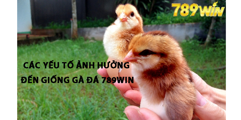 Các Yếu Tố Ảnh Hưởng Đến Giống Gà 789win