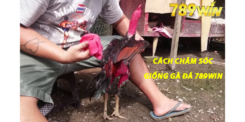 Cách Chăm Sóc Giống Gà Đá 789win 