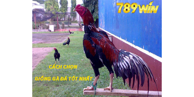 Cách Chọn Giống Gà Đá  789win Tốt Nhất