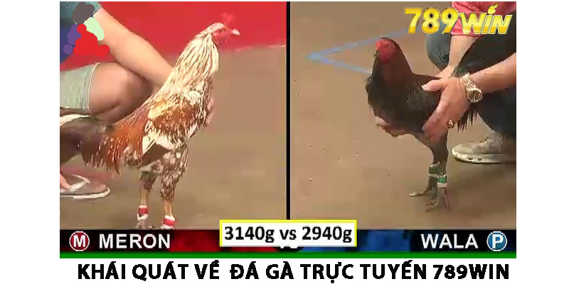 Khái quát về  đá gà trực tuyến 789win