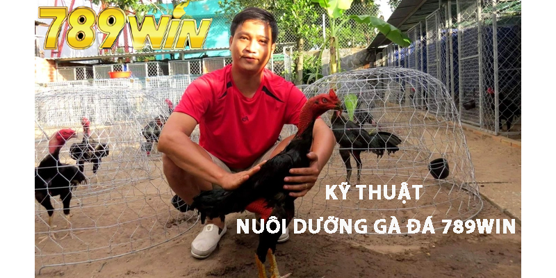 Kỹ Thuật Nuôi Dưỡng Gà Đá 789win