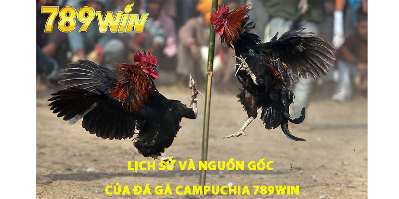 Lịch sử và nguồn gốc của đá gà Campuchia 789win