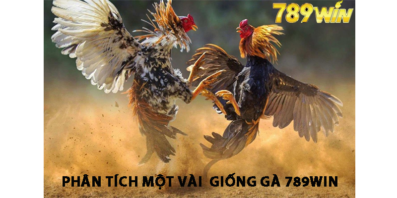 Phân Tích Một Vài  Giống Gà 789win 